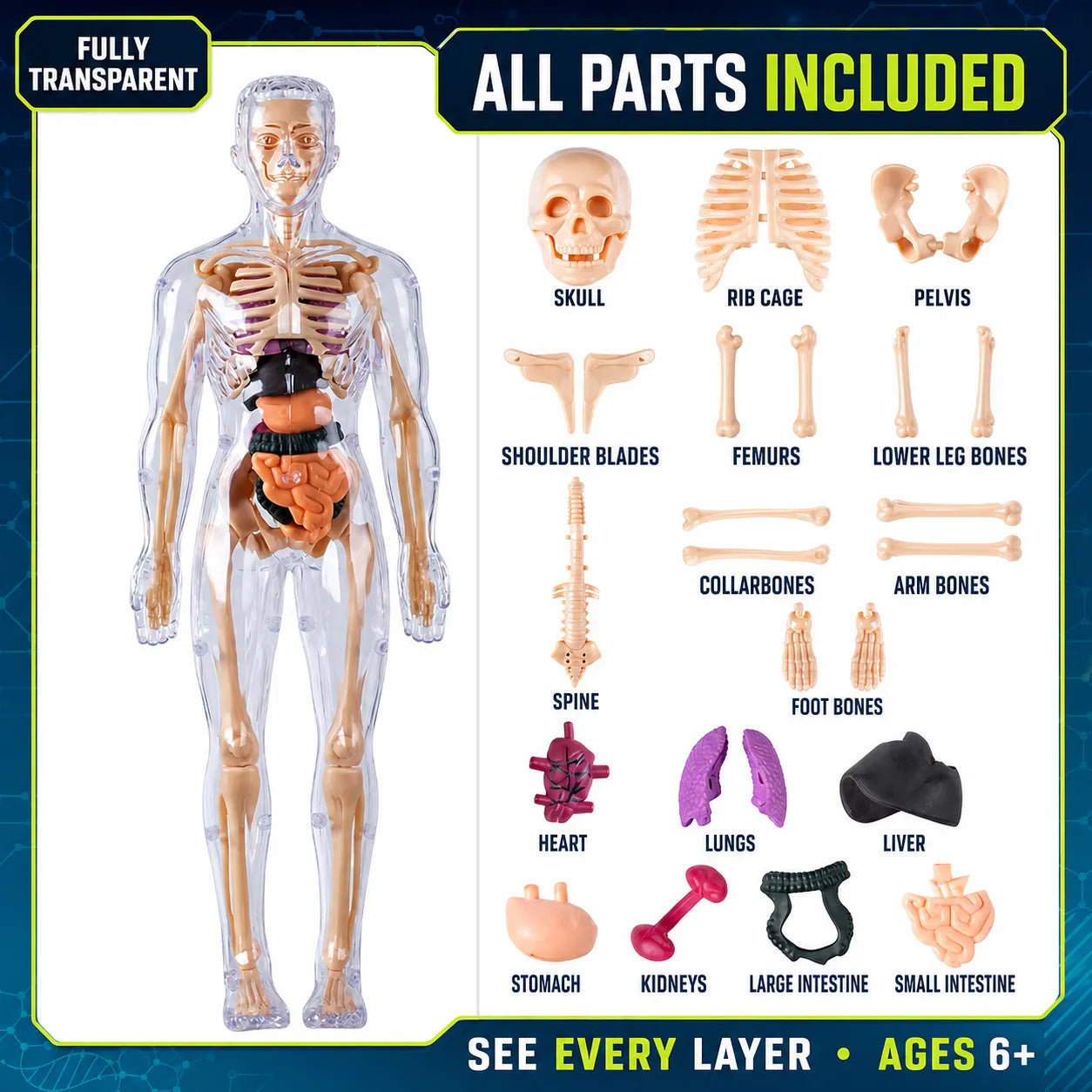 Transparent Human Anatomy Model