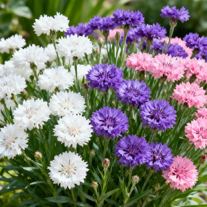 Mixed Cornflower Seeds – Create a Stunning Wildflower Garden