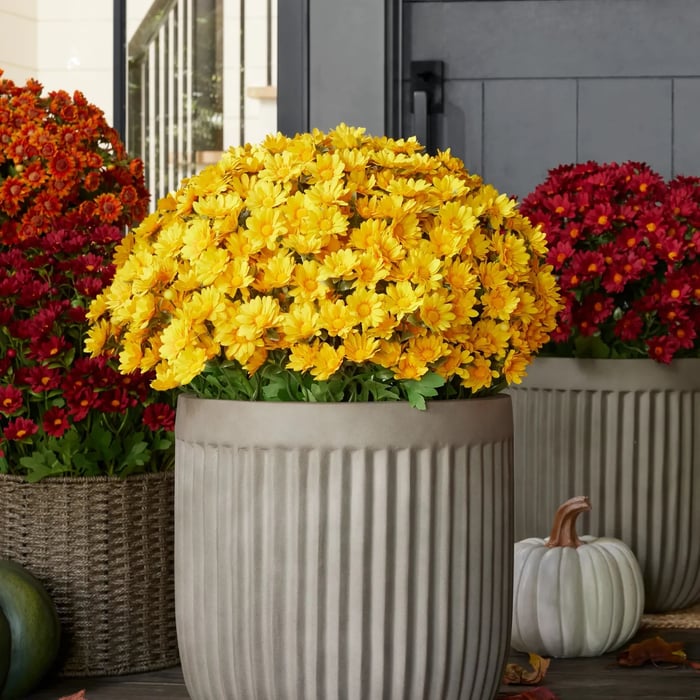 Artificial Outdoor Mums Flowers - UV resistant, Waterproof, Windproof🌼