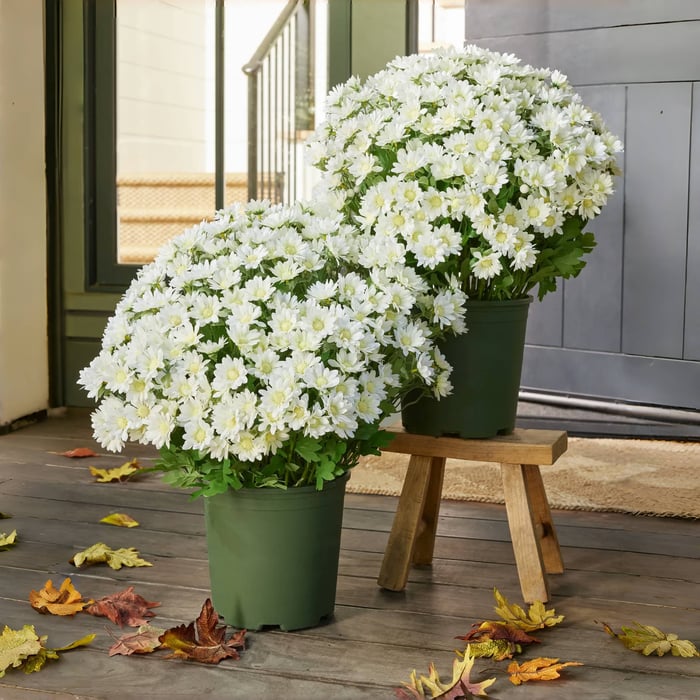 Artificial Outdoor Mums Flowers - UV resistant, Waterproof, Windproof🌼