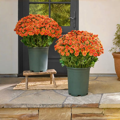 Artificial Outdoor Mums Flowers - UV resistant, Waterproof, Windproof🌼