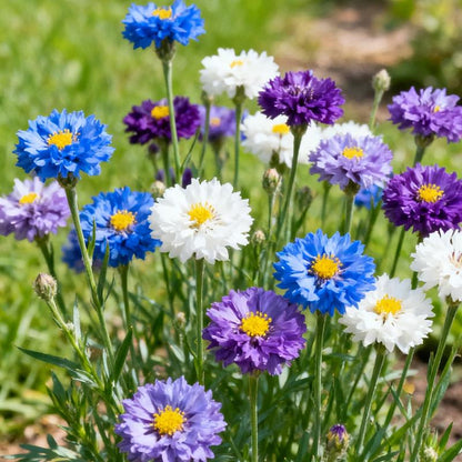 Mixed Cornflower Seeds – Create a Stunning Wildflower Garden