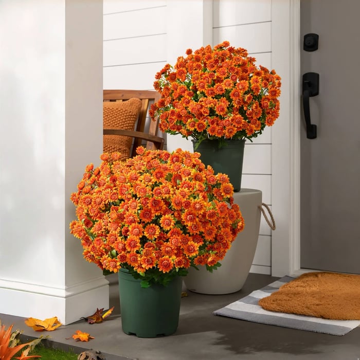 Artificial Outdoor Mums Flowers - UV resistant, Waterproof, Windproof🌼
