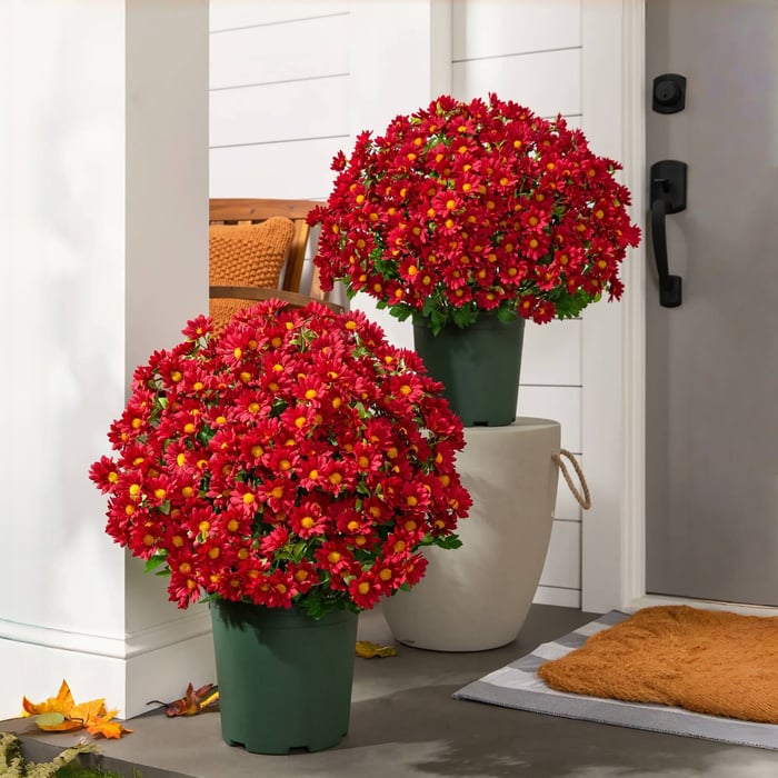 Artificial Outdoor Mums Flowers - UV resistant, Waterproof, Windproof🌼