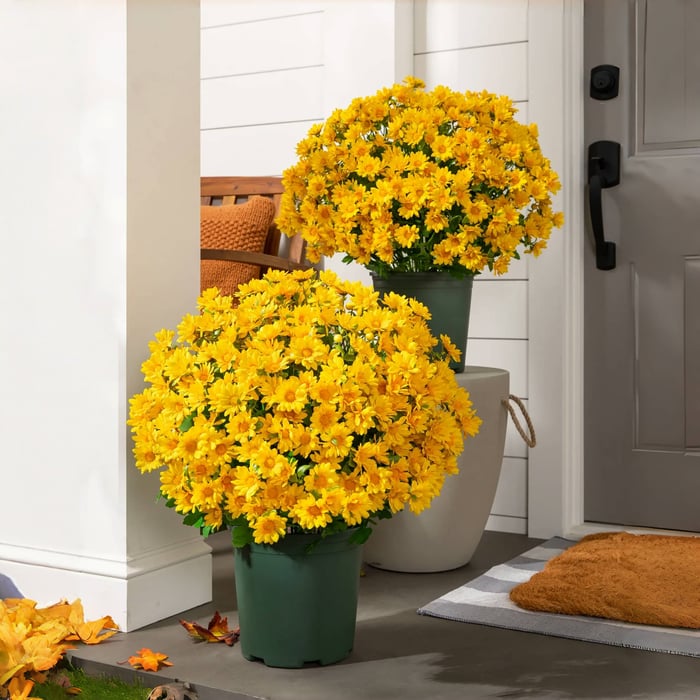Artificial Outdoor Mums Flowers - UV resistant, Waterproof, Windproof🌼