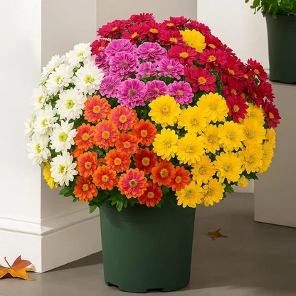 Artificial Outdoor Mums Flowers - UV resistant, Waterproof, Windproof🌼