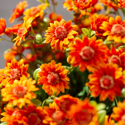 Artificial Outdoor Mums Flowers - UV resistant, Waterproof, Windproof🌼