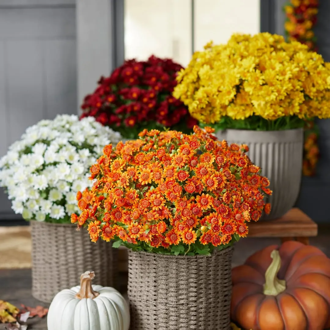 Artificial Outdoor Mums Flowers - UV resistant, Waterproof, Windproof🌼
