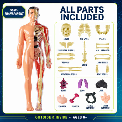 Transparent Human Anatomy Model
