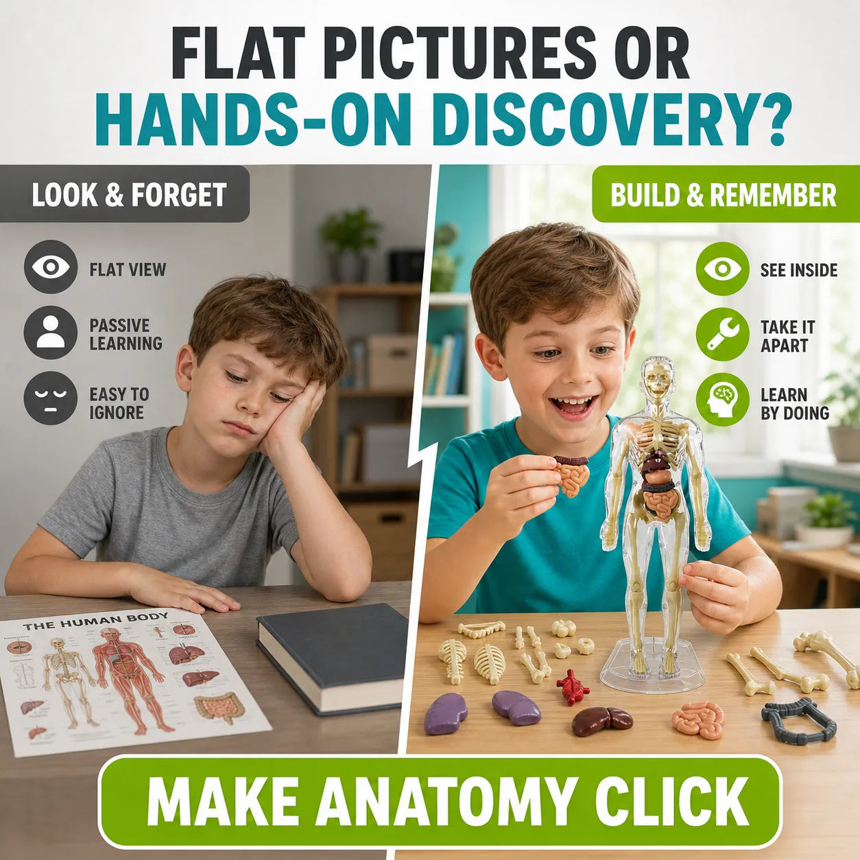 Transparent Human Anatomy Model