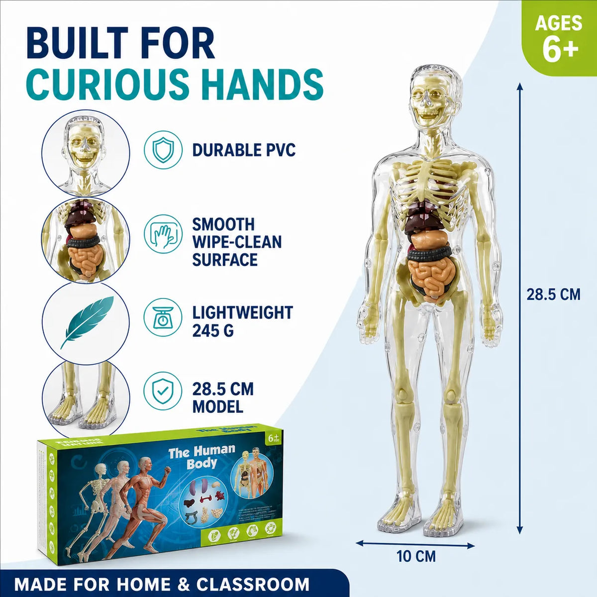 Transparent Human Anatomy Model
