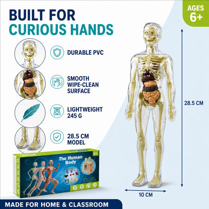 Transparent Human Anatomy Model