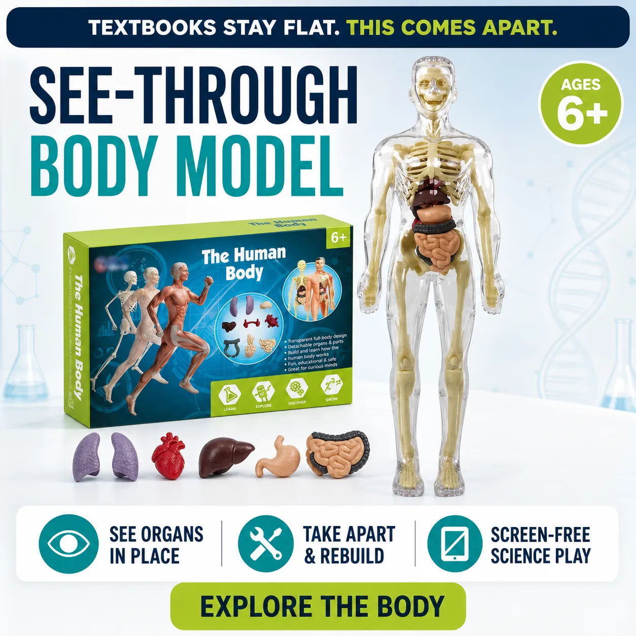 Transparent Human Anatomy Model