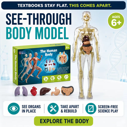 Transparent Human Anatomy Model
